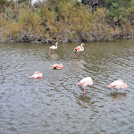 Photo n° 5 de l'avis de Aurélien.a fait le 24/10/2022 à 16:55 pour Parc Ornithologique du Pont de Gau à Saintes-Maries-de-la-Mer