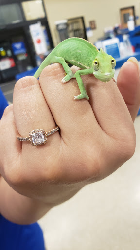 Pet Supply Store «PetSmart», reviews and photos, 16086 Jackson Creek Pkwy, Monument, CO 80132, USA