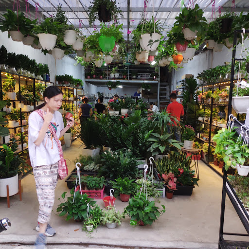 Top 20 cửa hàng cây kiểng Huyện Ba Vì Hà Nội 2022