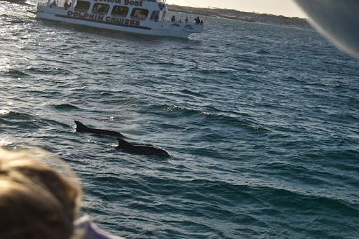 Sightseeing Tour Agency «Southern Star Dolphin Cruises», reviews and photos, 100 Harbor Blvd, Destin, FL 32541, USA