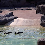 Photo n° 33 de l'avis de olivaud.a fait le 01/04/2019 à 07:32 pour Océarium du Croisic à Le Croisic