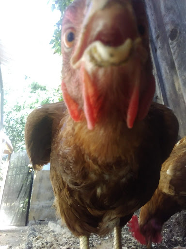 Pet Supply Store «Concord Feed Pet & Livestock Supplies», reviews and photos, 228 Hookston Rd, Pleasant Hill, CA 94523, USA