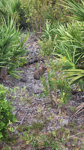 Park «Juno Dunes Natural Area», reviews and photos, 14501 US-1, Juno Beach, FL 33408, USA