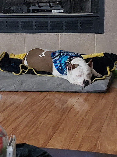 Pet Supply Store «PetSmart», reviews and photos, 1160 Stafford Market Pl, Stafford, VA 22556, USA