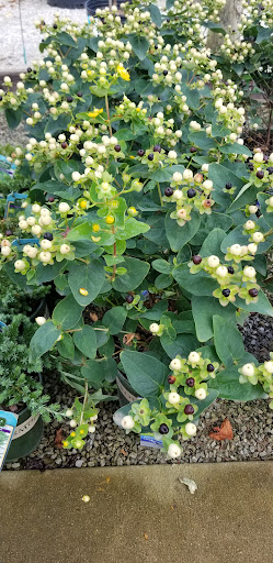 Garden Center «Holscher & Hackman Garden Center», reviews and photos, 6088 Harrison Ave, Cincinnati, OH 45247, USA