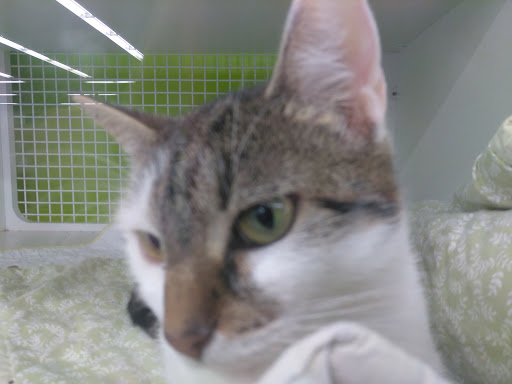 Pet Supply Store «Petco Animal Supplies», reviews and photos, 6720 Fox Centre Pkwy, Gloucester Courthouse, VA 23061, USA