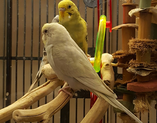 Pet Supply Store «PetSmart», reviews and photos, 5005 S 74th St, Greenfield, WI 53220, USA