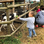 Photo n°3 de l'avis de Tordoni.. fait le 09/06/2018 à 10:53 sur le  Agriturismo il Podere di Petrignano di Assisi à Petrignano