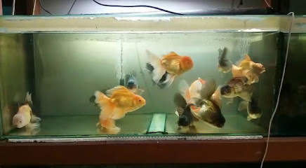 Ckt Aquarium