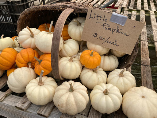 Wholesale Plant Nursery «Garden Fantasy», reviews and photos, 43250 Tyler Rd, Belleville, MI 48111, USA