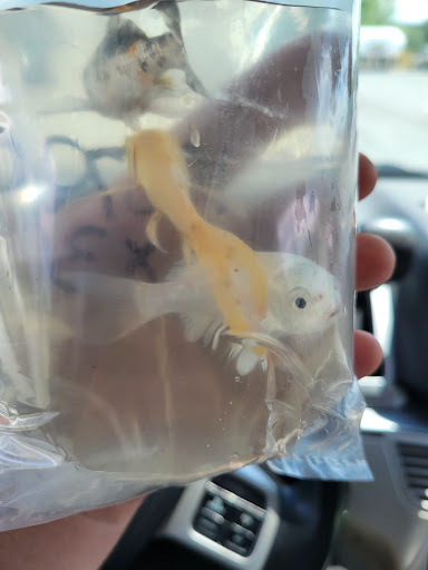 Department Store «Walmart Supercenter», reviews and photos, 4133 Veterans Memorial Dr, Batavia, NY 14020, USA