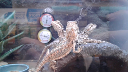 Pet Supply Store «Petco Animal Supplies», reviews and photos, 1150 Concord Ave #160, Concord, CA 94520, USA