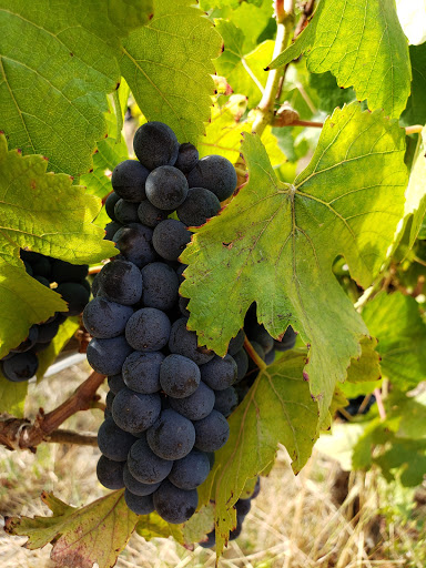 Winery «Trisaetum Winery», reviews and photos, 18401 NE Ribbon Ridge Rd, Newberg, OR 97132, USA