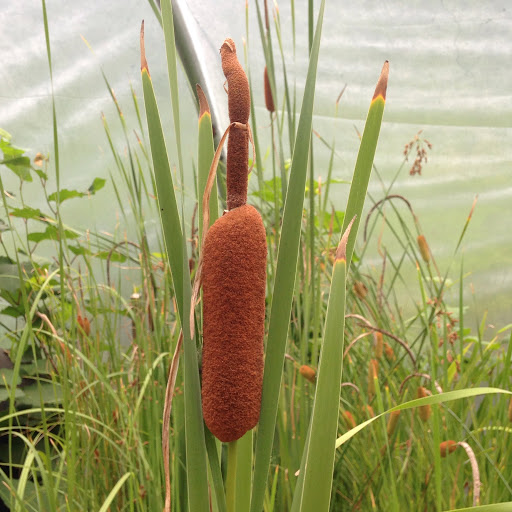 Gift Shop «Pondering Creations Farm», reviews and photos, 101 Allen St, Terryville, CT 06786, USA