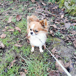 Photo n° 1 de l'avis de Aude.e fait le 04/12/2023 à 14:46 pour Artisan toiletteur chti's dog à Lizy-sur-Ourcq