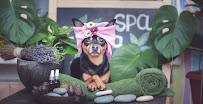 Brandon Puppy Palace - Photo 2 - Car repair in Brandon, FL, Brandon