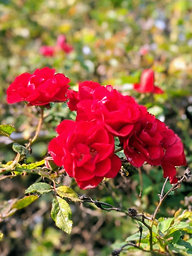 Home Improvement Store «The Home Depot», reviews and photos, 5000 Hardwick St, Lakewood, CA 90712, USA