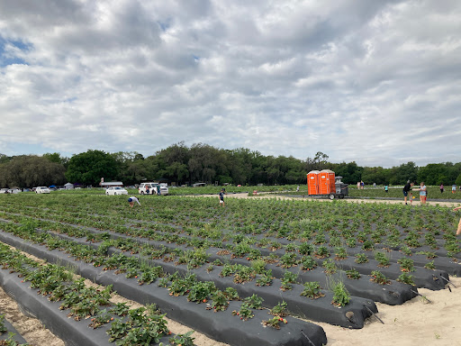 Strawberry Passion/Passion Organic Farm, LLC Find Farm in Phoenix news