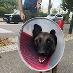 Photo n° 1 de l'avis de Baptiste.a fait le 24/08/2023 à 11:48 pour Clinique Vétérinaire du Fier à Annecy