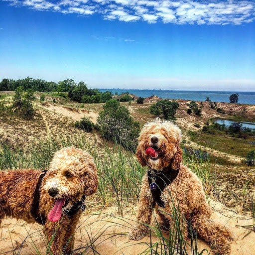 National Park «West Beach - Indiana Dunes National Lakeshore», reviews and photos, Long Lake Trail Loop, Gary, IN 46403, USA
