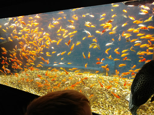 Pet Supply Store «Pet Supermarket, Inc.», reviews and photos, 244 Tunnel Rd, Asheville, NC 28805, USA