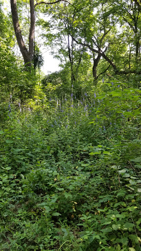 Nature Preserve «Bullfrog Lake», reviews and photos, 9600 Wolf Rd, Willow Springs, IL 60480, USA