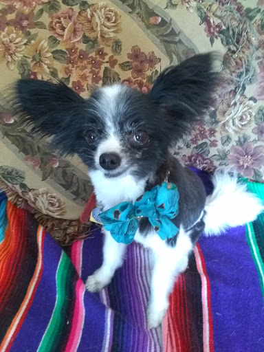 Kennel «Pet Galaxy», reviews and photos, 13060 US-281, Spring Branch, TX 78070, USA