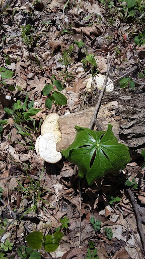 Nature Preserve «Engelmann Woods Natural Area», reviews and photos, 2360 Hwy D, Boles Township, MO 63304, USA