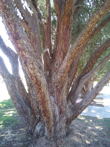 Park «Lewis Kingman Park», reviews and photos, 2201 E Andy Devine Ave, Kingman, AZ 86401, USA