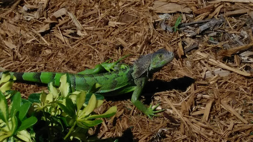 Grocery Store «Bravo Supermarkets», reviews and photos, 2701 N Hiawassee Rd, Orlando, FL 32818, USA