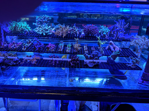 Tropical Fish Store «Vivid Aquarium Inc», reviews and photos, 21126 Vanowen St, Canoga Park, CA 91303, USA