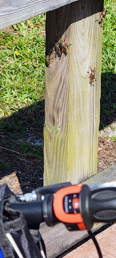 Nature Preserve «Karen T. Marcus Sandhill Crane Access Park», reviews and photos, 8175 PGA Boulevard, Palm Beach Gardens, FL 33418, USA