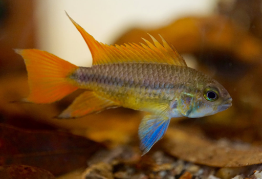 Tropical Fish Store «Arizona Nature Aquatics», reviews and photos, 3518 N Country Club Rd, Tucson, AZ 85716, USA