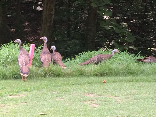 Golf Club «Towne Lake Hills Golf Club», reviews and photos, 1003 Towne Lake Hills E, Woodstock, GA 30189, USA