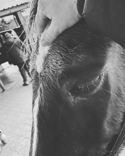 TierphysiotherapieHANDanTIER unter Murg, Baden Württemberg