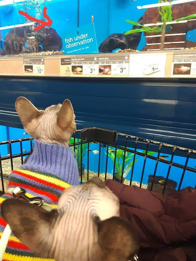 Pet Supply Store «Petco Animal Supplies», reviews and photos, 205 SE 5th St, Ames, IA 50010, USA