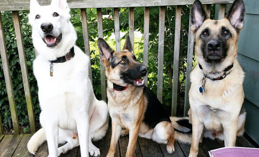 Pet Supply Store «Pet Valu Pet Store», reviews and photos, 2702 Smithville Rd, Dayton, OH 45420, USA