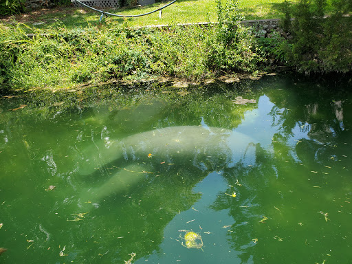 Tourist Attraction «Fun 2 Dive - Swim with Manatees», reviews and photos, 135 NE 3rd St, Crystal River, FL 34429, USA