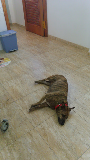 Clínica Veterinaria Sant Miquel en Benigànim