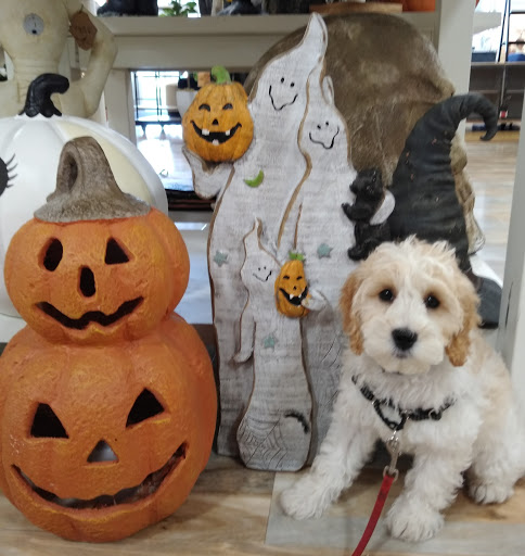 Department Store «Marshalls & HomeGoods», reviews and photos, 3645 Wedgewood Ln, The Villages, FL 32162, USA