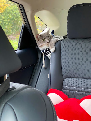 Pet Supply Store «PetSmart», reviews and photos, 3401 Erie Blvd E, Syracuse, NY 13214, USA