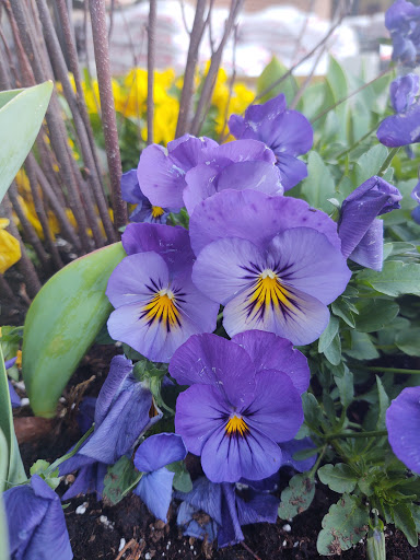 Supermarket «Hy-Vee», reviews and photos, 7117 N Prospect Ave, Gladstone, MO 64119, USA