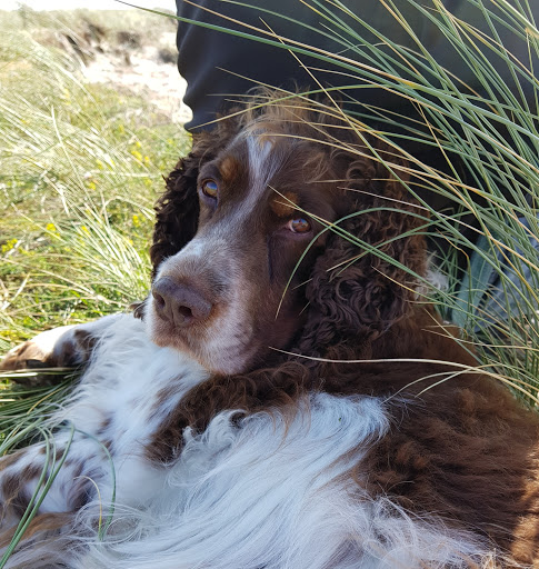 Small veterinary practice Dr. Barth unter Kaiserslautern, Rheinland-Pfalz