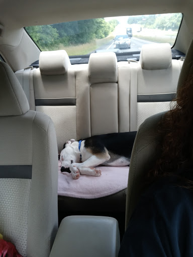 Pet Supply Store «PetSmart», reviews and photos, 2641 Lawndale Dr, Greensboro, NC 27408, USA