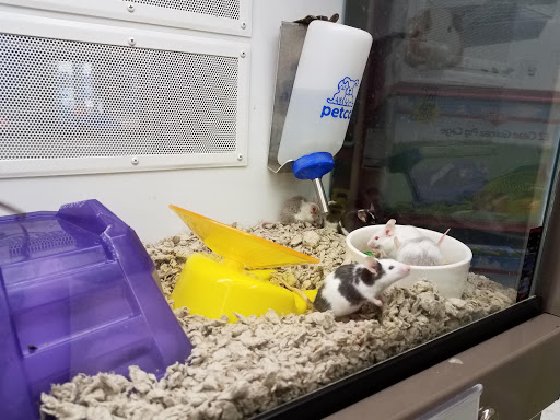 Pet Supply Store «Petco Animal Supplies», reviews and photos, 5239 Harvey St, Norton Shores, MI 49444, USA