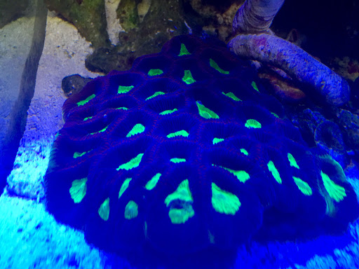 Aquarium Shop «Artistic Aquatics», reviews and photos, 1035 Forest View Dr N, Ellettsville, IN 47429, USA