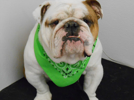 Dog Day Care Center «The Bowhaus Pet Company», reviews and photos, 2472 E Colorado Blvd, Pasadena, CA 91107, USA