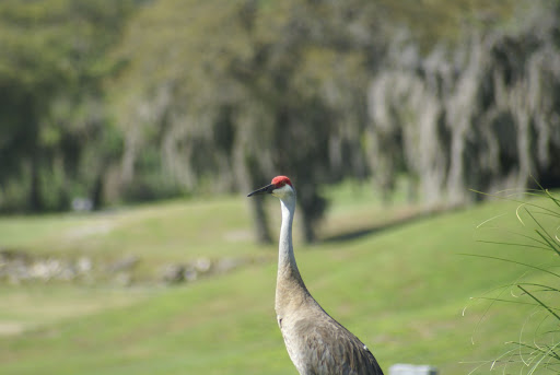 Golf Course «Forest Lake Golf Club», reviews and photos, 10521 Clarcona Ocoee Road, Apopka, FL 32703, USA