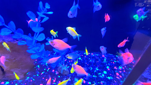 Pet Supply Store «Petco Animal Supplies», reviews and photos, 390 Universal Dr N, North Haven, CT 06473, USA