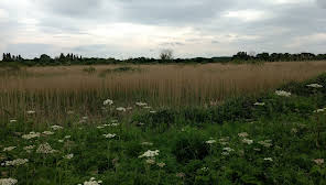 Brandon Marsh Nature Reserve Photography Event